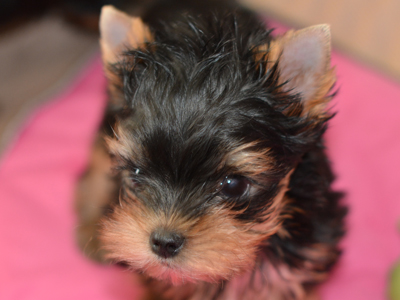 yorkie puppies for sale from exception yorkie breeder